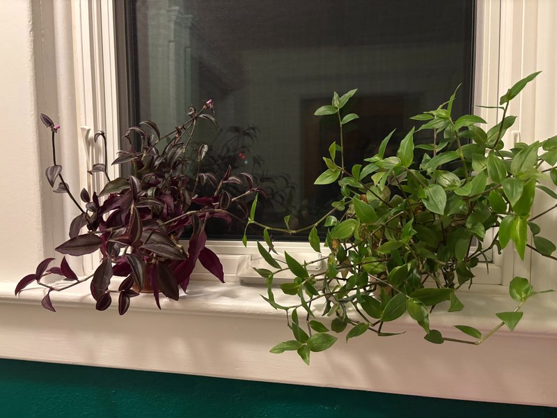 House plants: Inch Plants (Tradescantia zebrina)